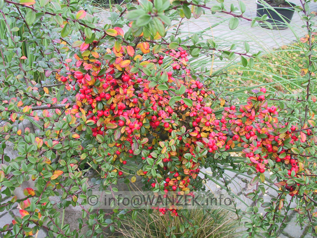 Cotoneaster dammeri Coral Beauty - Fruechte.JPG